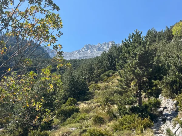 View from Mount Olympus as the forest thins, revealing lower green slopes and summit