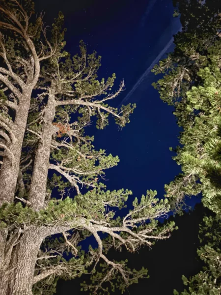 Looking up through tall fir trees on Mount Olympus before dawn, with branches silhouetted against a deep blue night sky.