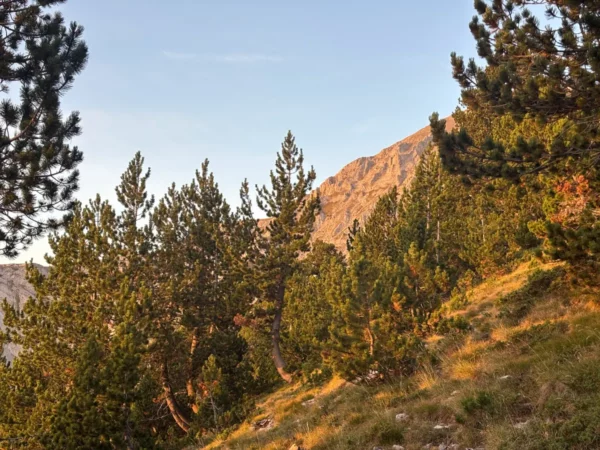 Lush green pine trees blanket the slopes of Mount Olympus, bathed in warm golden light during sunset in Pieria, Greece.
