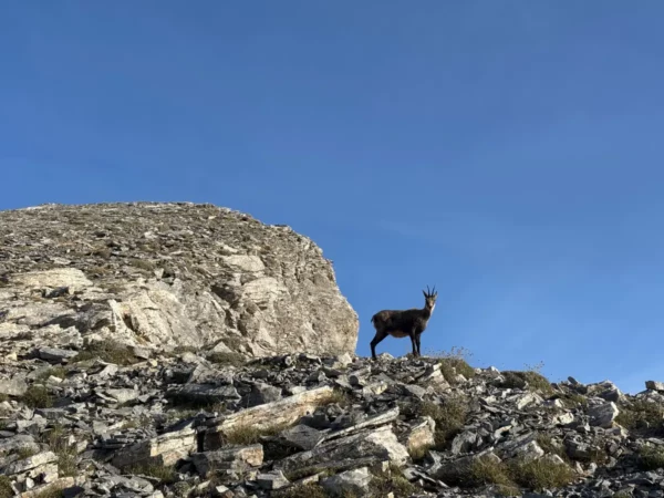 Wild goat standing on a rocky limestone ridge on Mount Olympus near Skala, silhouetted against a clear blue sky.