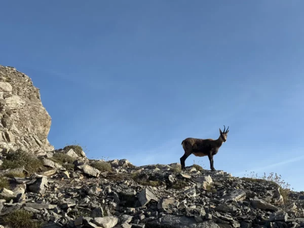 Chamois stands on rocky terrain under a clear blue sky at Mount Olympus, Pieria, Greece, showcasing the area's natural beauty.