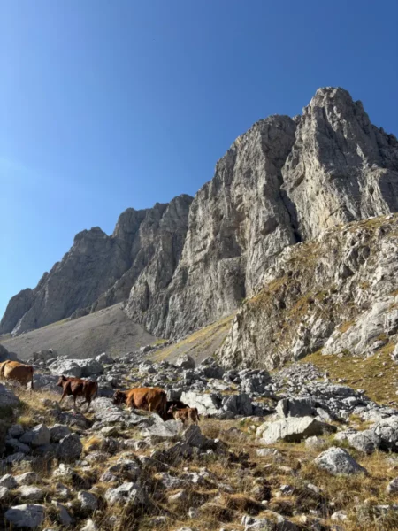 Cows grazing among rocky scree beneath towering limestone cliffs of Mount Tymfi, with steep alpine walls rising above the Zagori landscape in northern Greece.