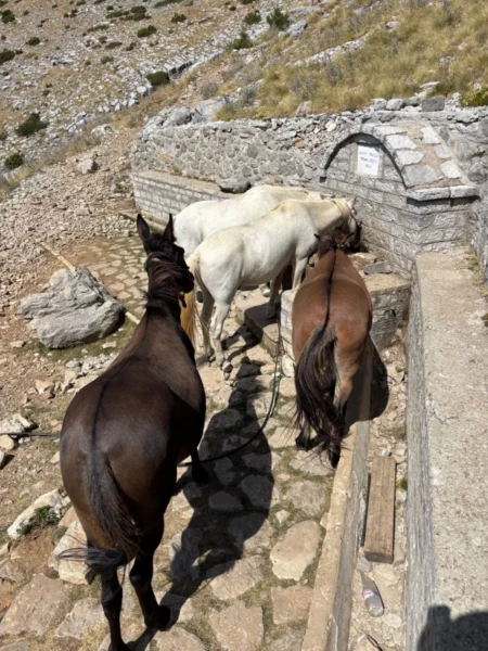 Line of mules waiting one by one to drink from a stone mountain spring on the Mount Tymfi trail in the Zagori region of northern Greece.
