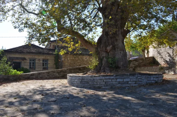 A large, ancient tree stands beside stone buildings in Papigo, Zagorochoria, showcasing rustic charm under clear blue skies.