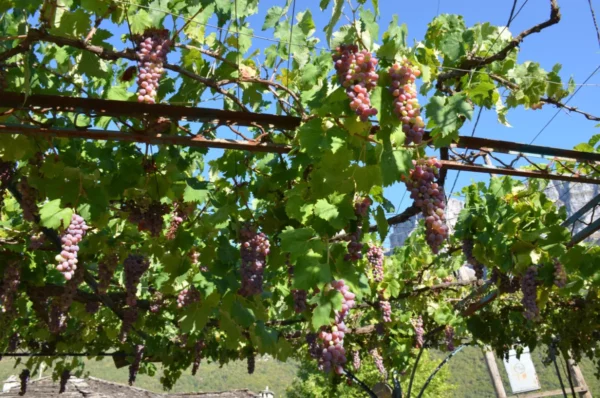 Lush grapevines hang heavily with ripe clusters, framed by a bright blue sky in Papigo, Zagorochoria, Greece.