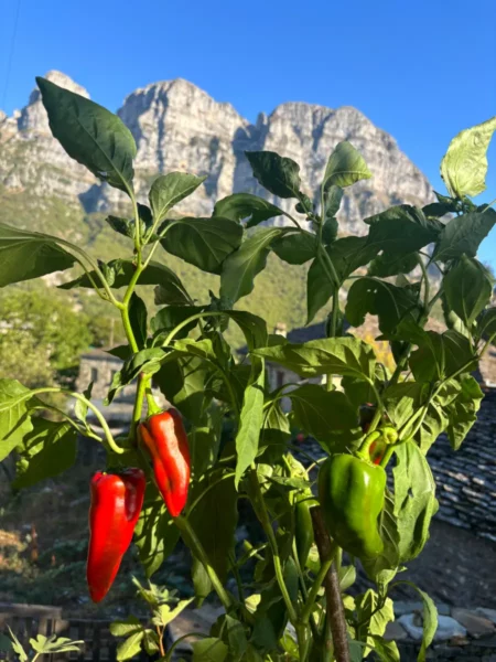 Vibrant red and green peppers grow on lush plants with the rugged mountains of Zagorochoria, Ioannina in the background.