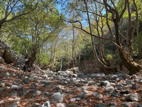 Dry riverbed beneath towering plane trees in Stropones Gorge, Central Evia