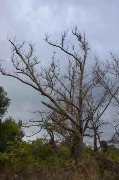 Barren plane tree with twisted branches against a cloudy sky in the forest of Kireas River, Euboea, Greece.