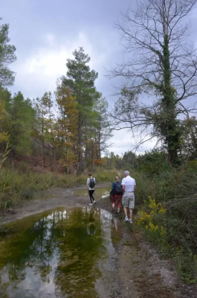 Travelers walking along a reflective trail surrounded by lush greenery in the Plane Tree Forest near the Kireas River, Euboea, Greece.