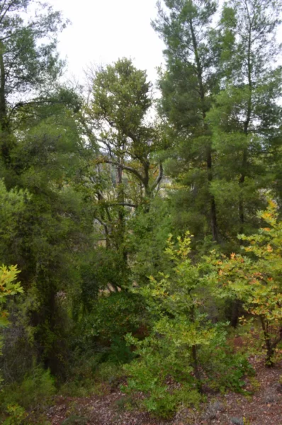 Lush plane trees and a vibrant mix of greenery form a serene landscape near the Kireas River in Euboea, Greece.