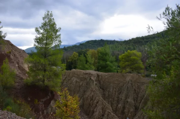 Lush plane trees amid a rugged landscape in the Forest of Kireas, showcasing the natural beauty of Euboea, Greece.