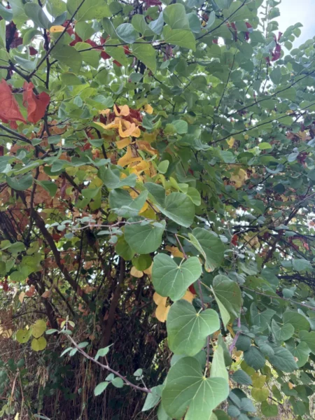 Vibrant green and yellow leaves of plane trees amidst the lush vegetation near the Kireas River in Euboea, Greece.