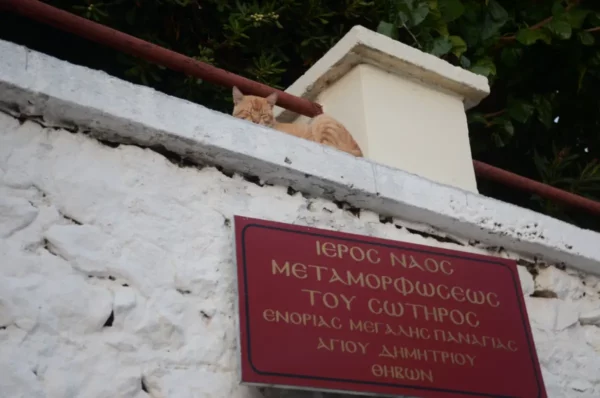 Ginger cat perched on a stone wall with a red sign in Greek, set against the greenery in Thebes, Boeotia, Greece.
