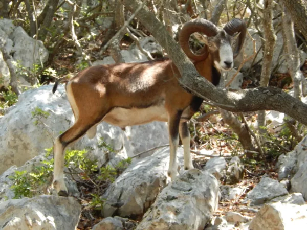Wild kri-kri goat on Sapientza island across methoni