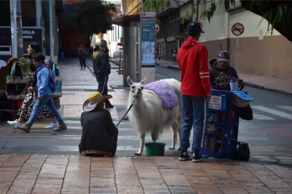 Llama standing on a street in La Candelaria, Bogotá, waiting to pose for photographs with visitors