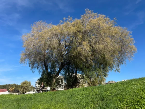 Lush green grass and a large, vibrant tree under a clear blue sky in Chalkis, Euboea, Greece.