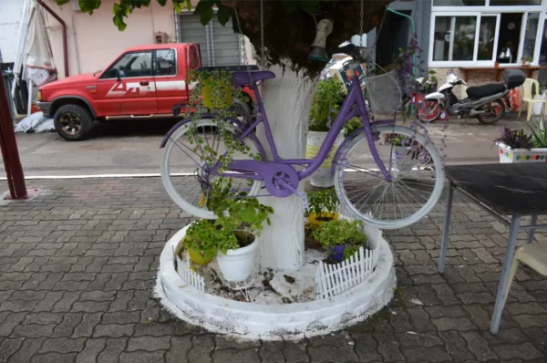 purple bicycle hanging from painted-white tree in psachna town, evia, greece