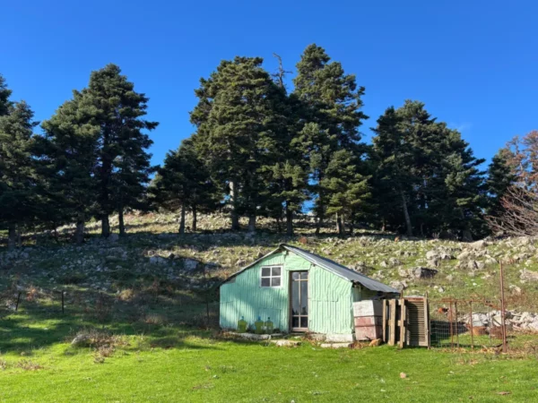 Quaint green shed surrounded by lush grass and tall trees in Tanaida, Euboea, Greece. Clear blue sky overhead.