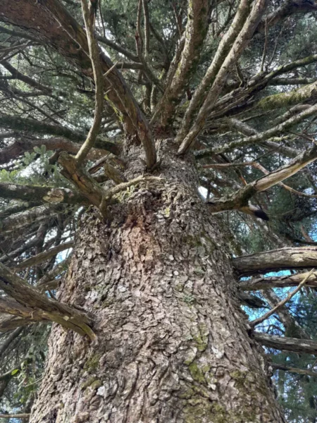 Majestic fir tree trunk with a textured bark, reaching upwards in Tanaida, Euboea, Greece, under a clear blue sky.