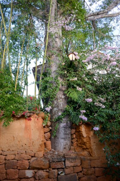 Ancient tree adorned with purple flowers grows against a rustic stone wall in Barichara, Santander, Colombia, surrounded by lush greenery.