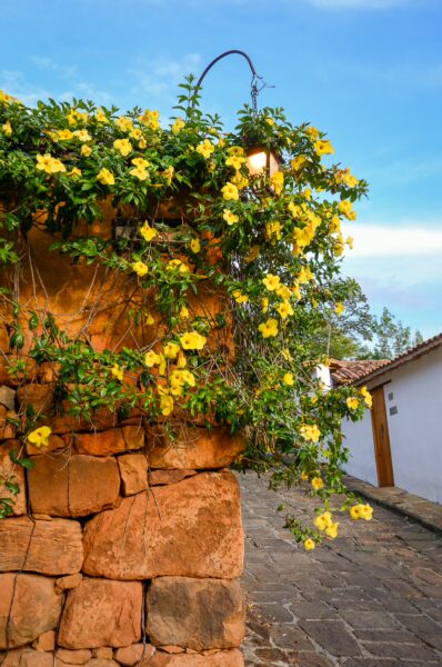 Vibrant yellow flowers cascade over a rustic stone wall in Barichara, Colombia, adding a pop of color to the charming streetscape.