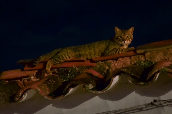 A striped cat lounging on a terracotta-tiled roof under a night sky in Barichara, Santander, Colombia.
