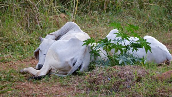 Two white cows resting in the lush green grass of Barichara, Santander, Colombia, with a small plant nearby.