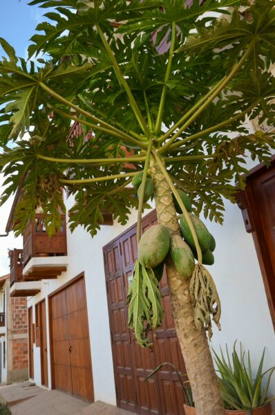 A papaya tree with ripe fruit stands near a traditional house in Barichara, showcasing the charming architecture and vibrant greenery.