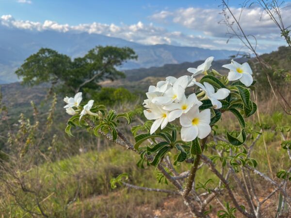 Delicate white flowers bloom amidst lush greenery in Barichara, Santander, with rolling hills and mountains in the background.