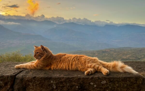 Orange cat lounging on a stone wall with layered mountain views at sunset in Barichara, Colombia