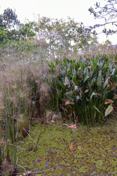Lush greenery and aquatic plants surround a tranquil wetland near Barichara, Santander, showcasing vibrant natural habitats.
