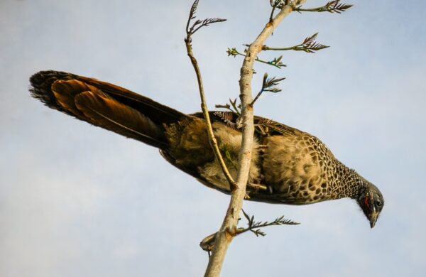 A speckled bird perches on a thin branch against a clear sky in Barichara, Santander, Colombia, showcasing its vibrant plumage.