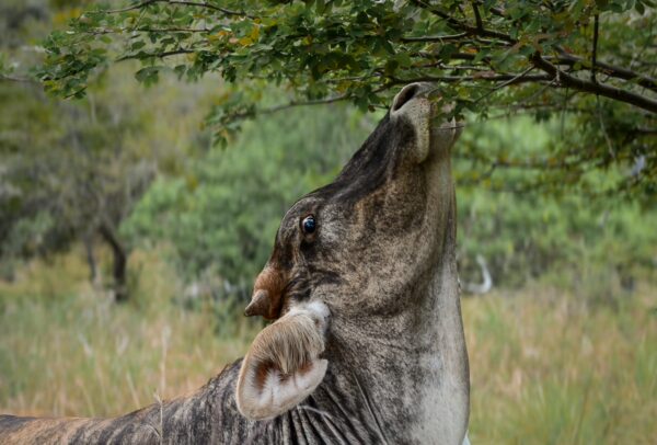 A cow reaches up to graze on low tree branches beside the Camino Real hike near Barichara, Colombia