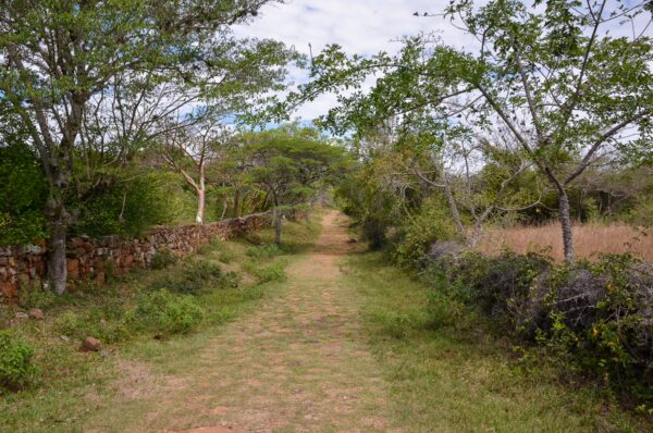 Cobbled Camino Real trail near Barichara, bordered by stone walls and dry forest vegetation