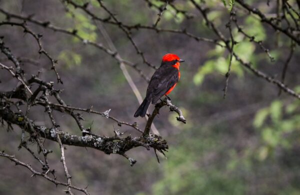 Bright red-and-black Vermilion Flycatcher bird perched on a branch in the dry forest along the Camino Real near Barichara, Colombia