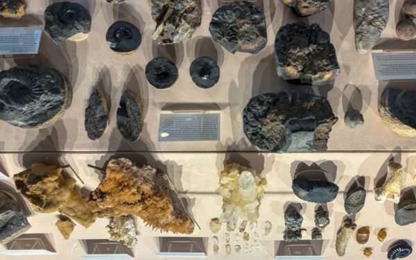 Fossil collection displayed at the Fossil Community Museum in Villa de Leyva