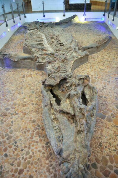 Mounted Kronosaurus fossil skeleton at Museo El Fósil in Villa de Leyva, Boyacá, Colombia