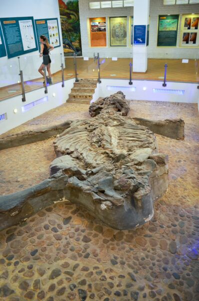 Fossil exhibit featuring a large prehistoric skeleton of a kronosaurus displayed on a textured stone floor at Villa de Leyva's community museum.