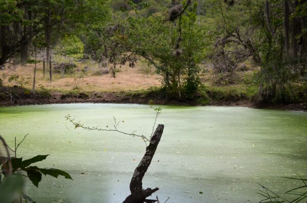 A serene pond surrounded by lush greenery, featuring a stick emerging from the water's green surface in Guane, Santander.