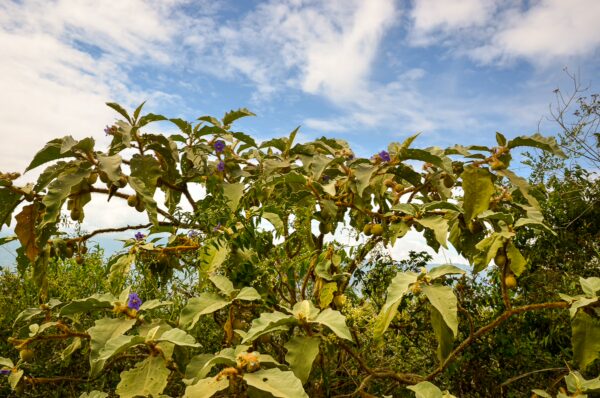 Lush green foliage with purple flowers under a bright blue sky in Guane, Santander, showcasing Colombia's vibrant flora.