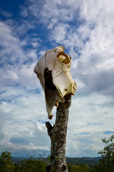 A weathered animal skull perched on a tree branch against a backdrop of blue skies and fluffy clouds in Guane, Santander.