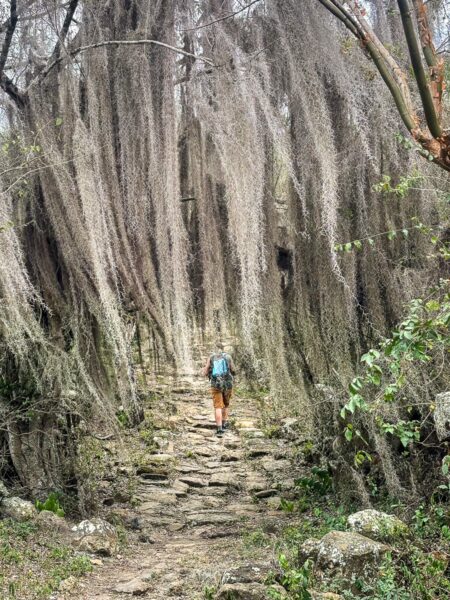 A hiker navigates a stone path surrounded by dense, hanging moss in the lush greenery of Guane, Santander, Colombia.