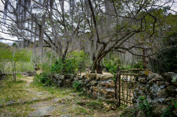 Lush greenery and weathered stone walls frame a quaint metal gate surrounded by moss-draped trees in Guane, Santander.