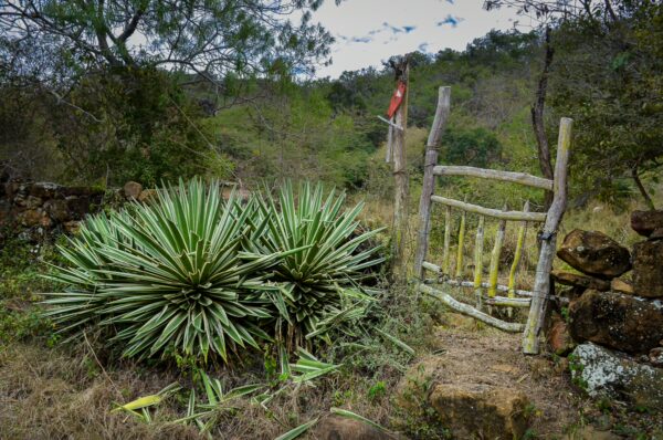 A rustic wooden gate leads into a lush green landscape in Guane, showcasing vibrant plants and rocky terrain.