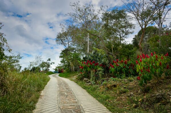 Winding path leads through lush greenery and vibrant red flowers in Guane, Santander, Colombia. Overcast sky above.