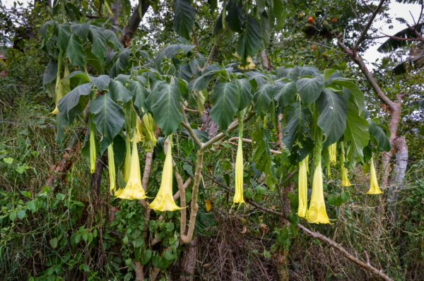 Vibrant yellow bell-shaped flowers hang from lush green leaves in Guane, Santander, showcasing Colombia's natural beauty.