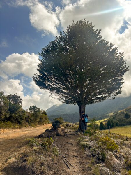 Tree beside the Camino de Herradura trail on the Vida Honduras plateau, Iguaque National Park, Boyacá, Colombia