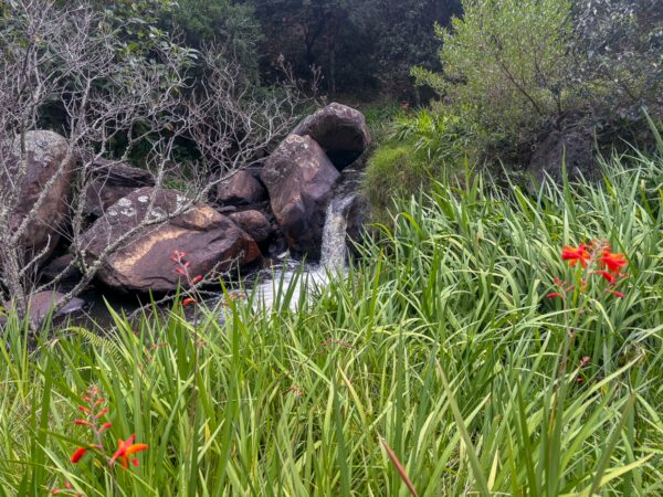 Stream flowing over rocks in Iguaque National Park, Boyacá, Colombia with grass and vibrant red flowers in the foreground