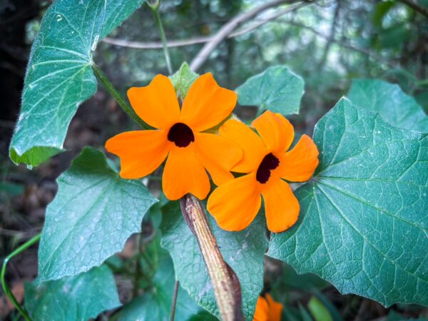 Black-eyed Susan vine (Thunbergia alata) growing in Iguaque National Park, Boyacá, Colombia