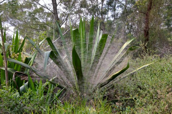 Large agave plant covered in giant spider webs at Pozos Azules, Villa de Leyva, Boyacá, Colombia